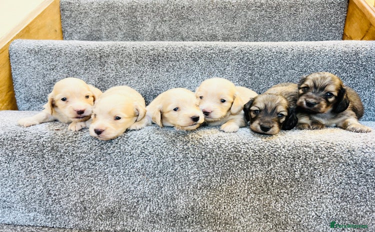 Miniature Dachshund dogs - Advert 1