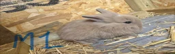 Mini Lion Lop rabbits for sale: Beautiful Mini Lion Lop Bunnies  in Rochdale - Advert 12