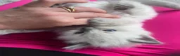Ragdoll cats for sale: Gorgeous Ragdoll kittens for sale - Advert 14