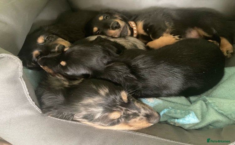 Miniature Dachshund dogs - Advert 1