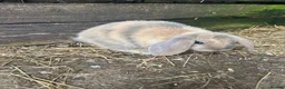 Mini Lop rabbits for sale: 4 mini lop babies  - Advert 6