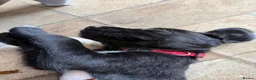 Cockerdor dogs for sale: 🐾 Gorgeous Cockerdor Puppies 🐾 - Advert 11