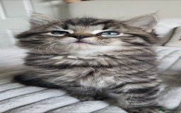 Maine Coon cats for sale: 7 Gorgeous Kittens Maine Coon Tabby Mix - Image 7