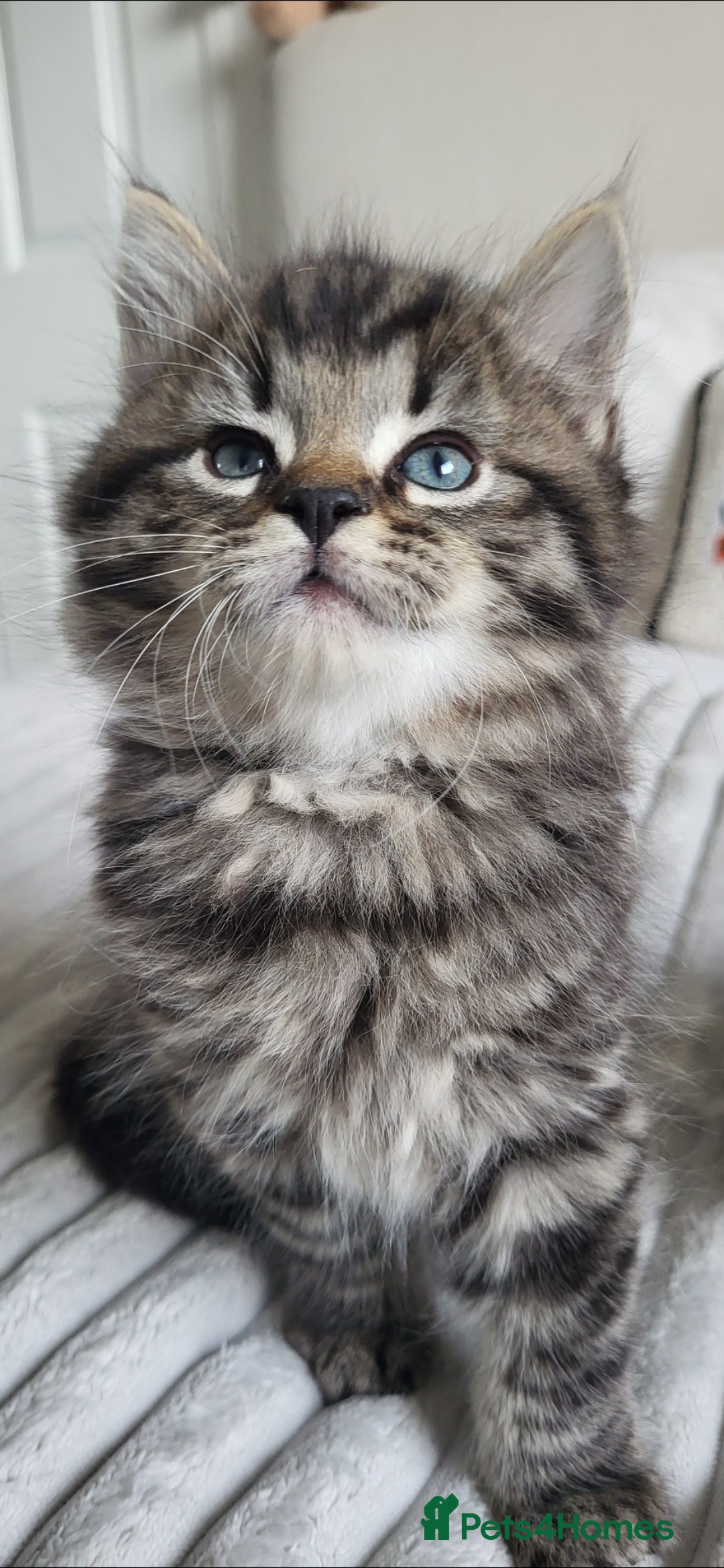 Maine Coon cats for sale: 7 Gorgeous Kittens Maine Coon Tabby Mix - Image 7