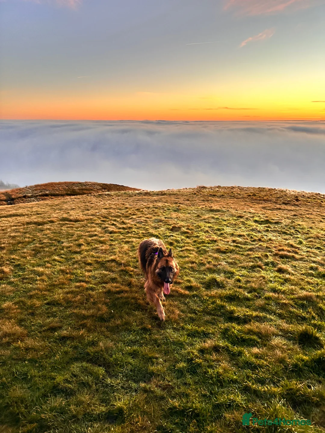 German Shepherd dogs for sale: Bella - German Shepherd looking for a forever home - Advert 4