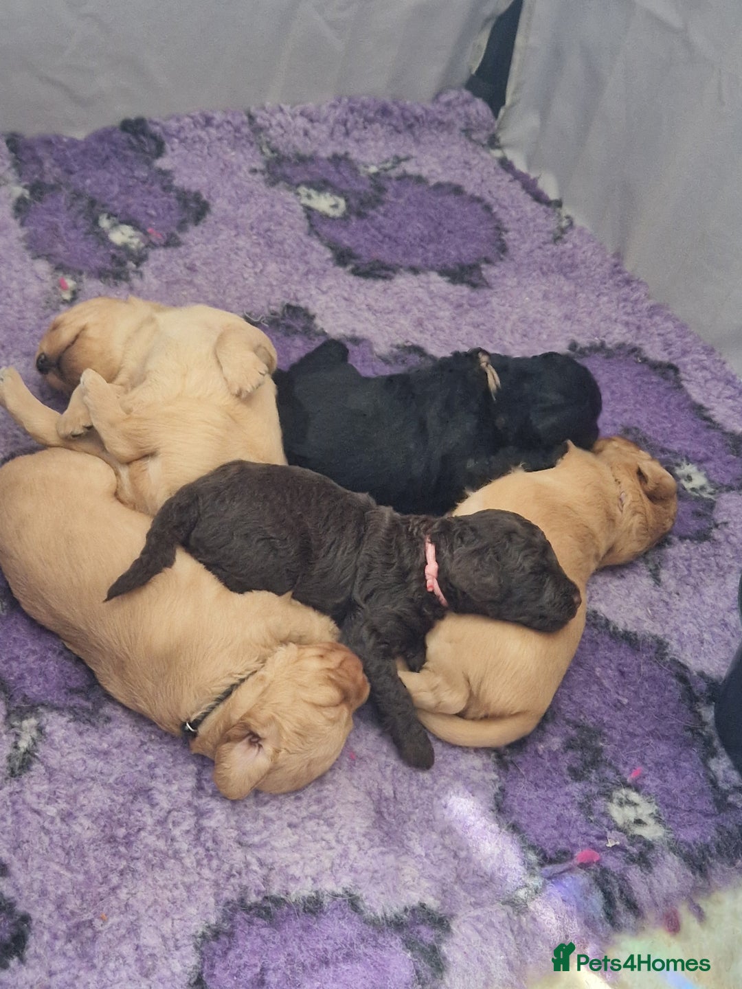 Labradoodle dogs for sale: Gorgeous miniature labradoodle puppies. - Image 1