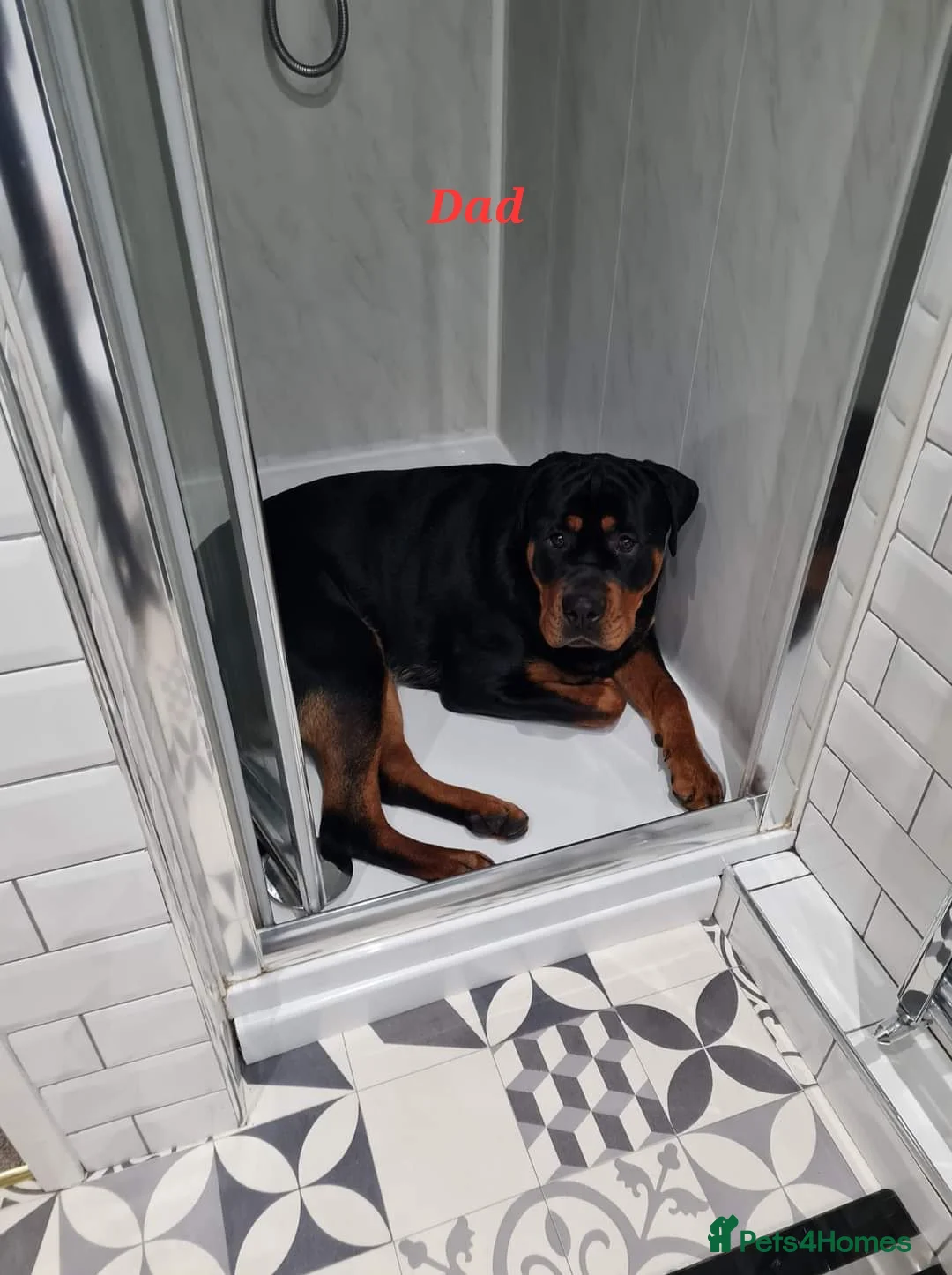 Rottweiler dogs for stud: Bruno the Rottweiler Stud Services in Wrexham - Advert 14