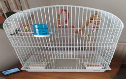 Budgerigars birds for sale: Hand tame baby blue  budgie  - Image 2