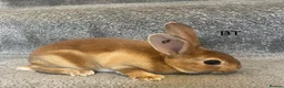 Rex rabbits for sale: 💖Pure bred mini Rex💖 - Advert 16