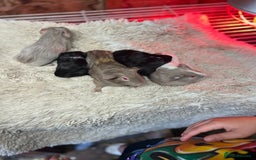 Guinea Pig rodents for sale: Baby guinea pigs - Image 2