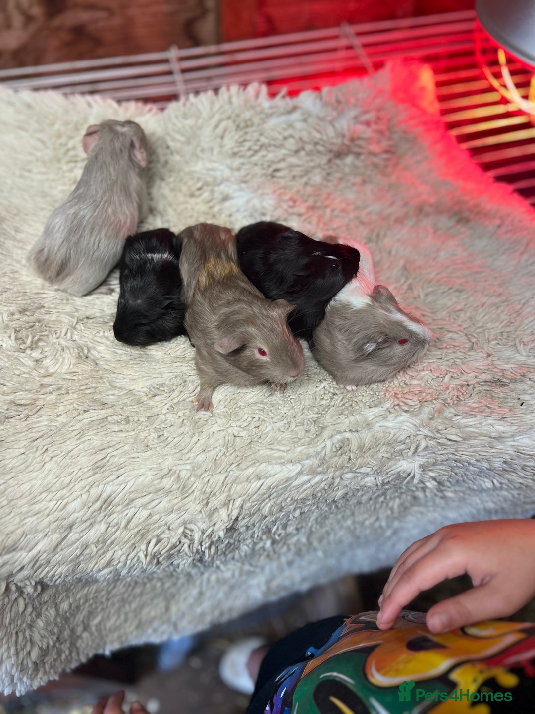 Guinea Pig rodents for sale: Baby guinea pigs - Image 2