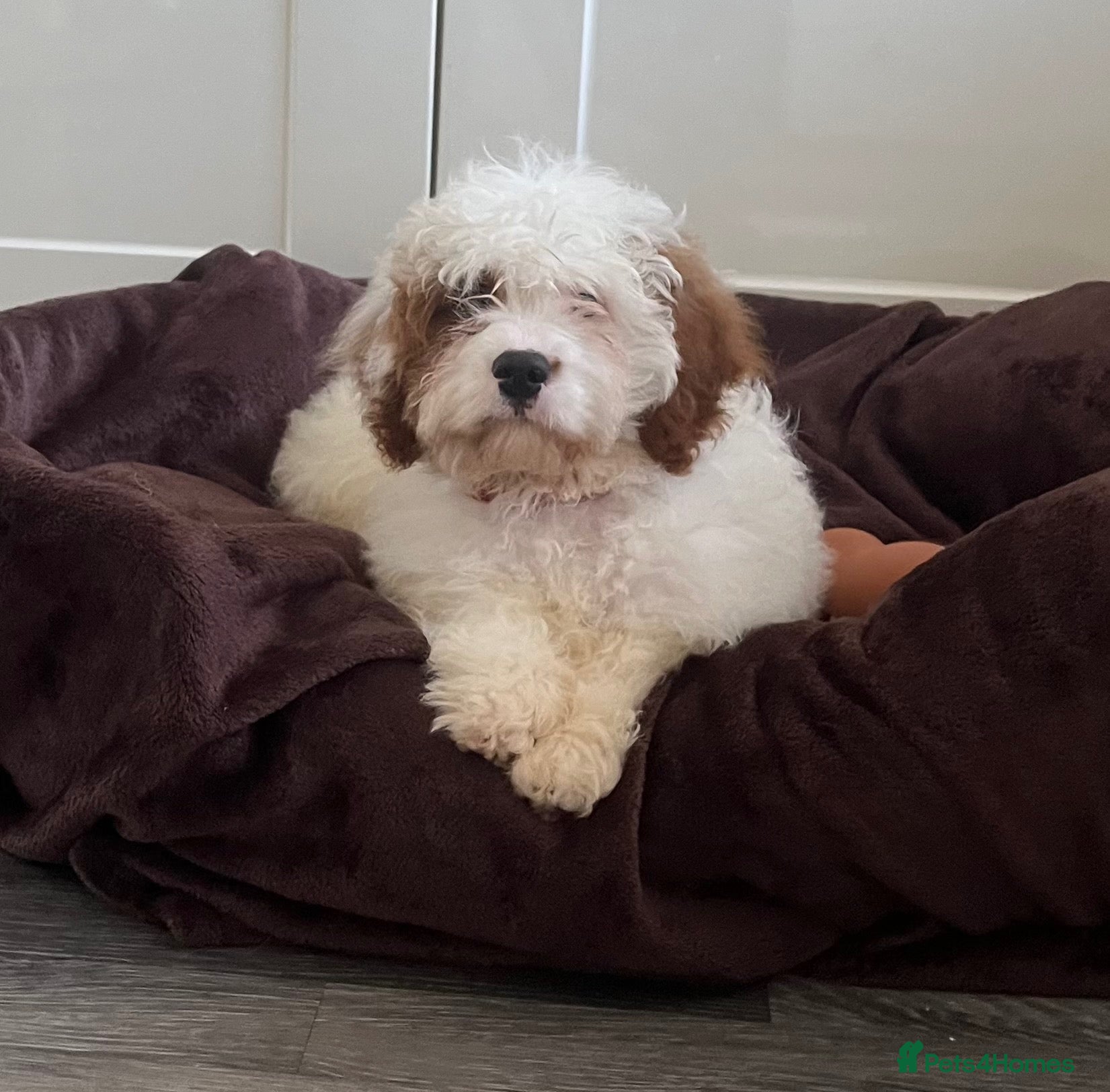 Cavapoo dogs Adorable F1 health clear cavapoo puppies - Advert 12