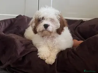 Cavapoo dogs Adorable F1 health clear cavapoo puppies - Advert 12