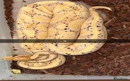 Snake reptiles for sale: Royal Python / Boa  - Image 9