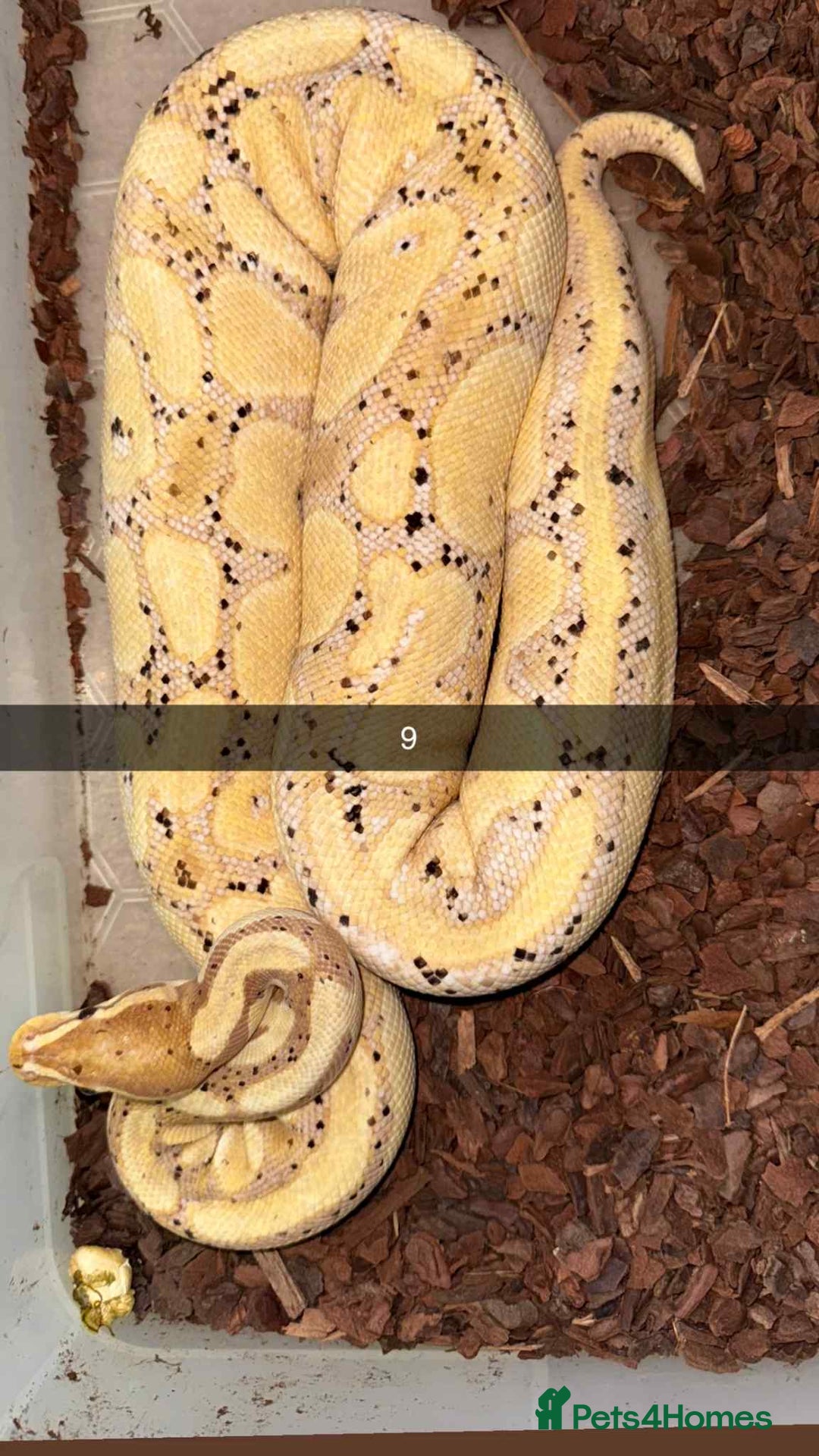 Snake reptiles for sale: Royal Python / Boa  - Image 9