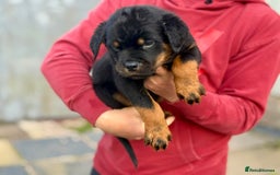 Rottweiler dogs for sale: 5 Generation pedigree  in Lanark - Image 8