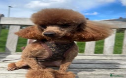 Toy Poodle dogs for sale: Pure bred deep red toy poodle boy - Image 7