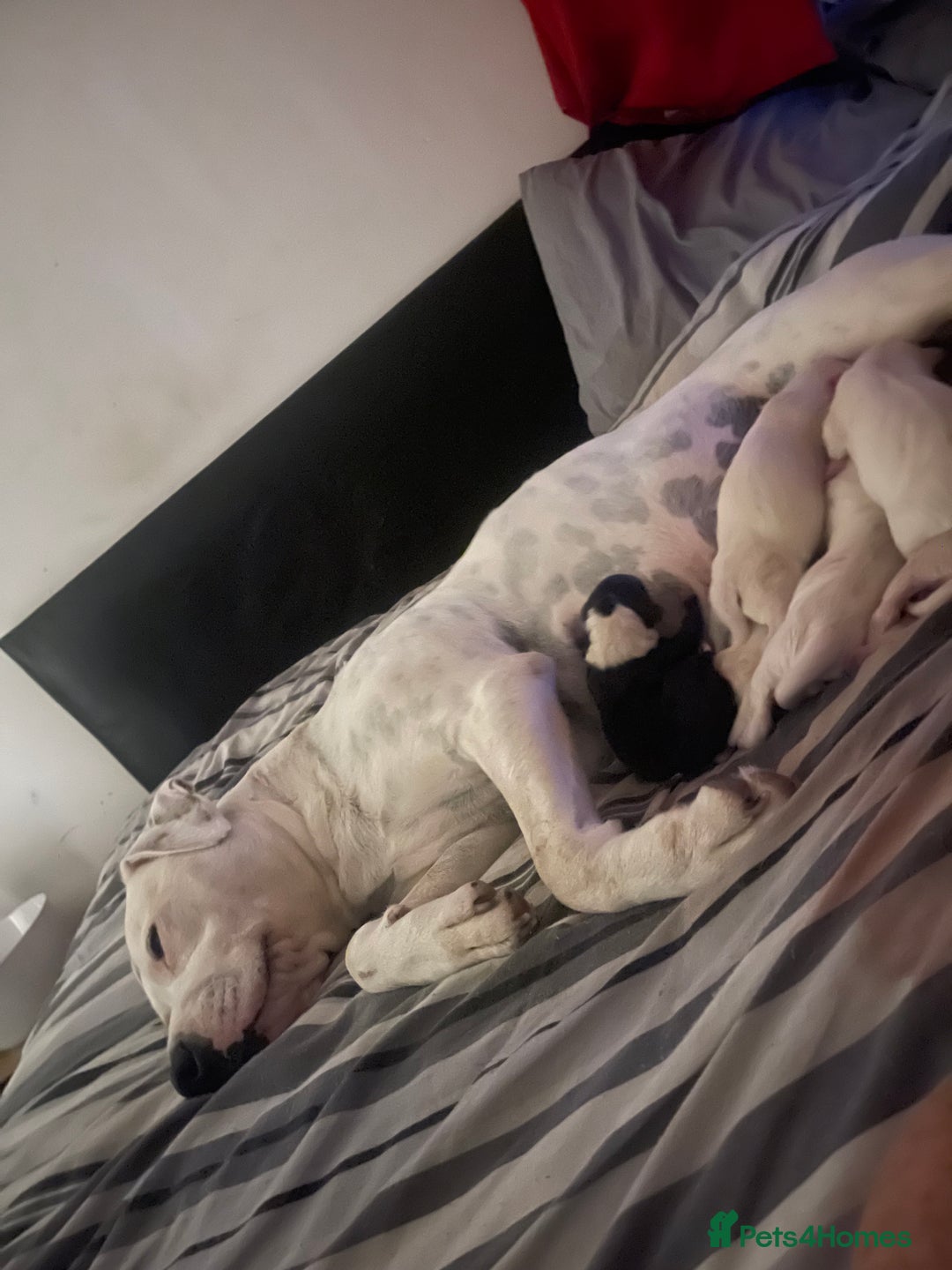Mixed Breed dogs for sale: Staffyxdalmation st bernard - Image 16