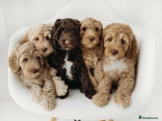 Australian Labradoodle dogs Australian Labradoodle medium Ready now! - Advert 6