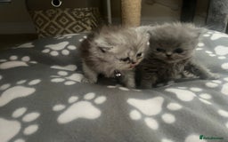 Persian cats for sale: Ready now 3 beautiful Persians  - Image 4