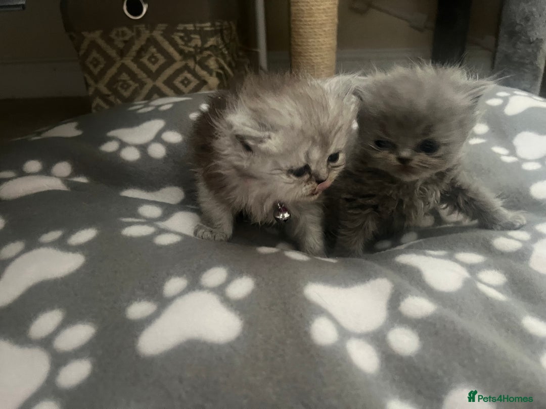 Persian cats for sale: Ready now 3 beautiful Persians  - Image 4