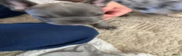 French Bulldog dogs for sale: 2 stunning french bulldogs  - Advert 27
