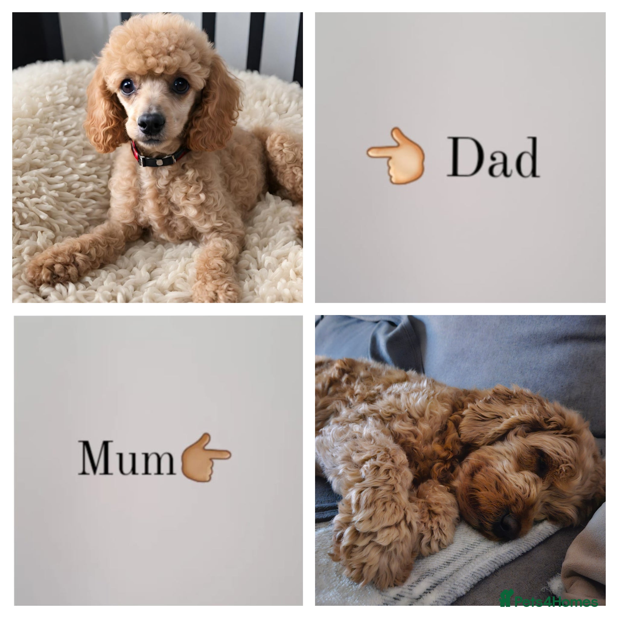 Mini Goldendoodle dogs for sale: 🐾✨ Beautiful Toy Goldendoodle Puppies  ✨🐾 - Advert 12