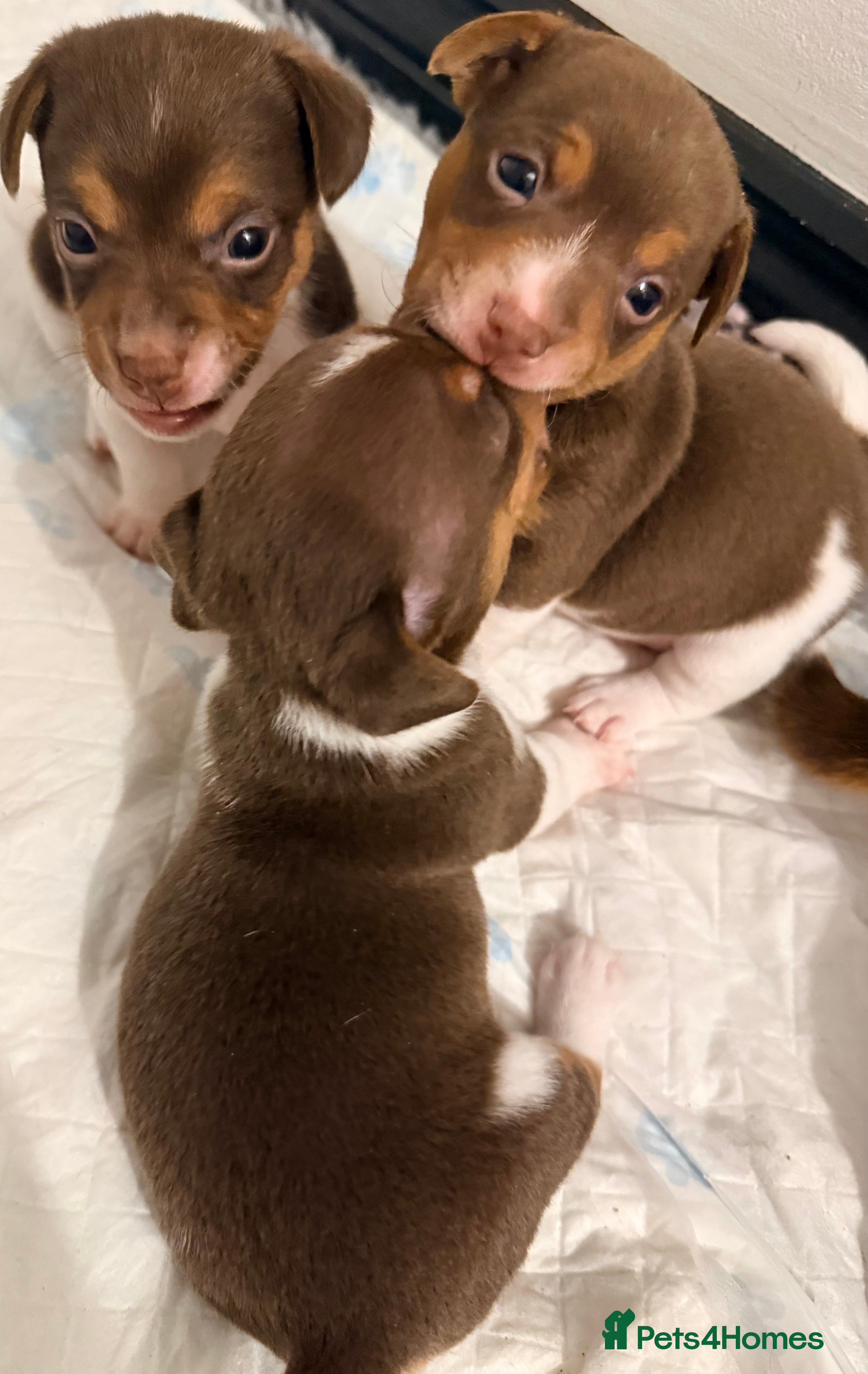 Jack Russell dogs Miniature Jack Russell pups - Advert 15