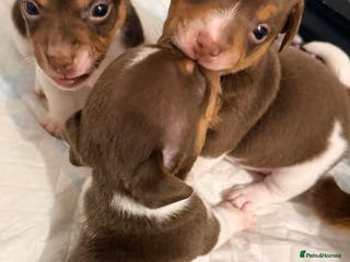 Jack Russell dogs Miniature Jack Russell pups - Advert 5