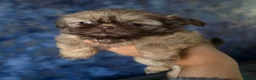 Shih Tzu dogs for sale: Chocolate Shih Tzu Puppies - Advert 10