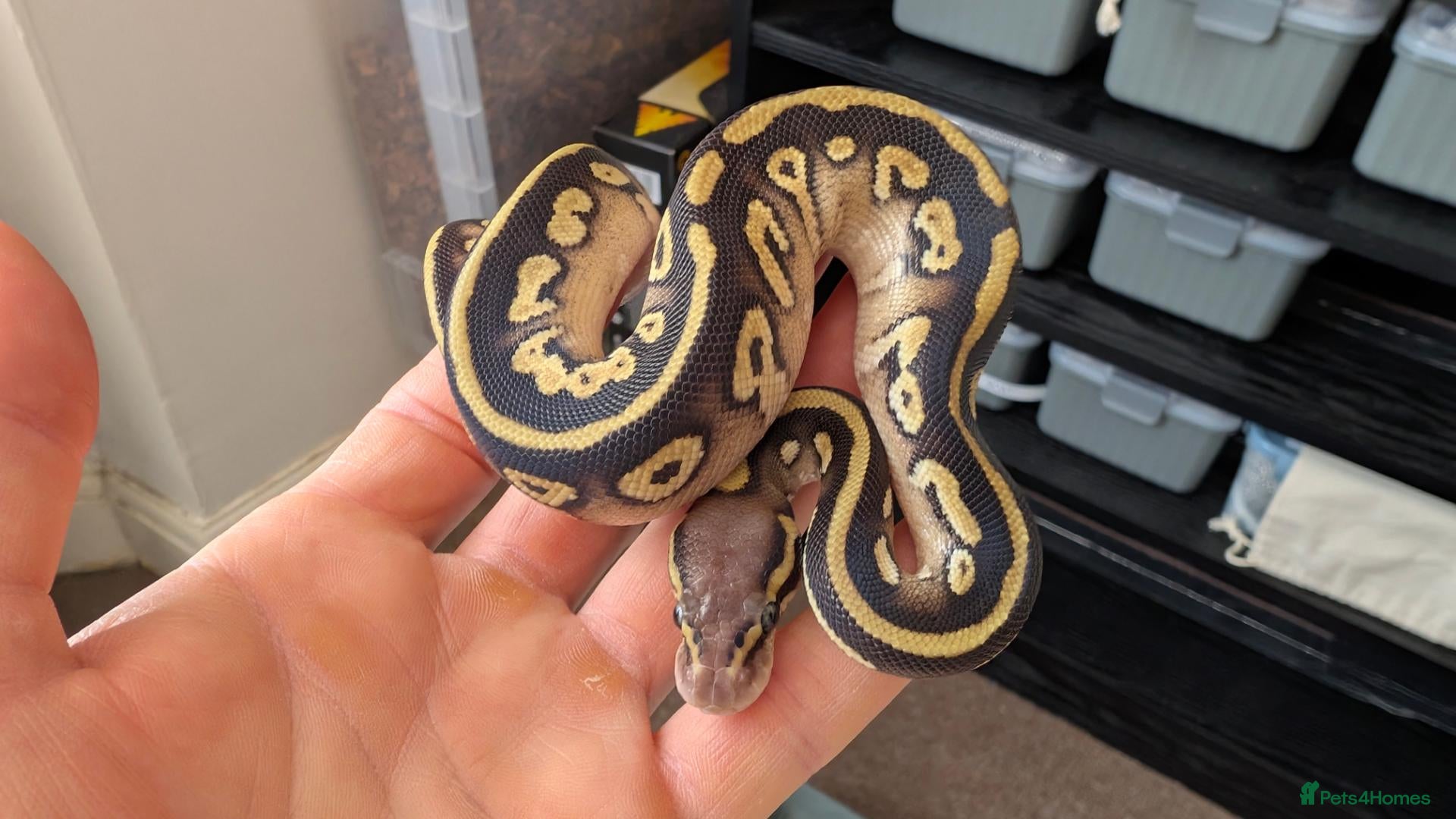 Python Snake reptiles Ball Python Babies - Advert 20