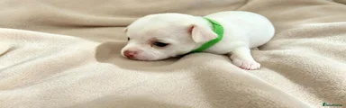 Chihuahua 3 green collar 