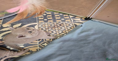 British Shorthair cats - Advert 6