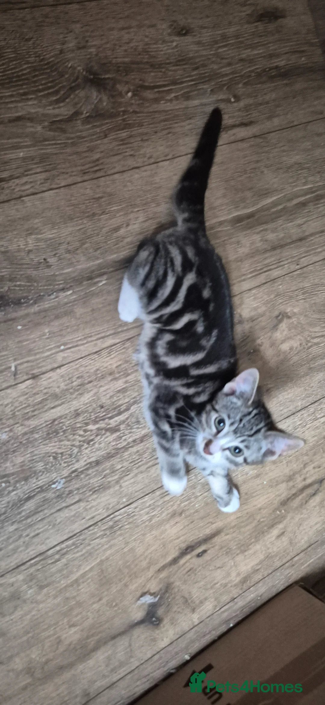 Mixed Breed cats for sale: Bengal cross kittens ready for their new homes - Advert 11