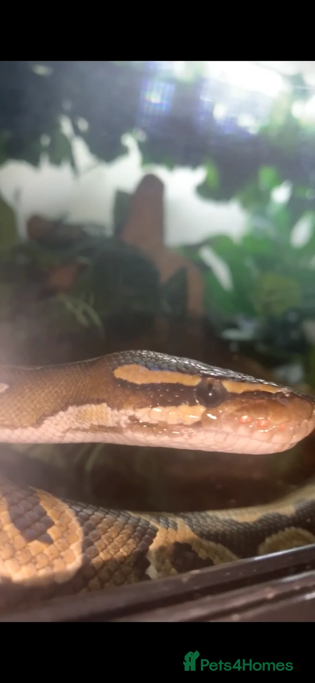 Python Snake reptiles for sale: Royal python and full set up  - Advert 2