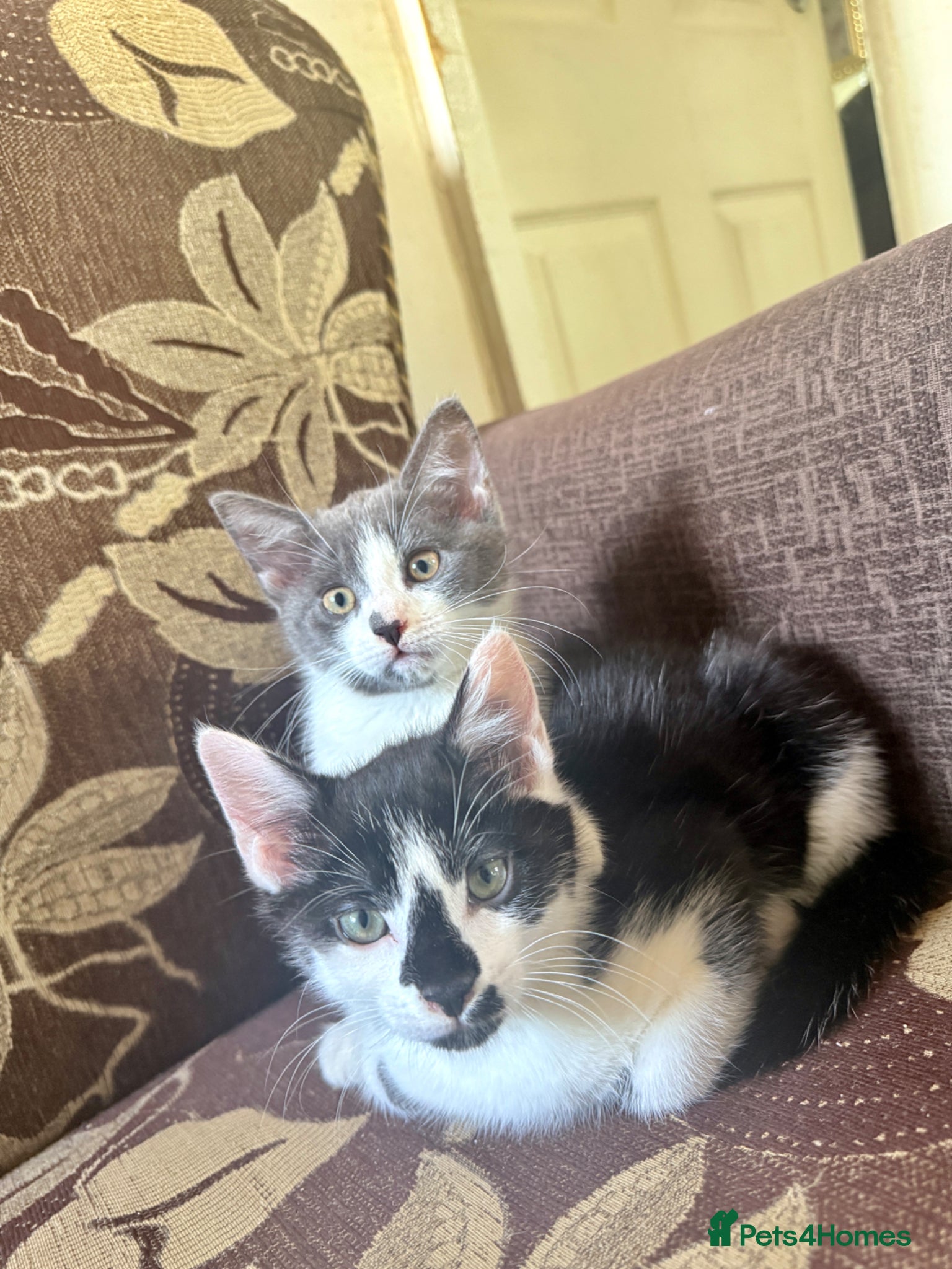 Mixed Breed cats  1 MALE Kitten LEFT😍 - Advert 10