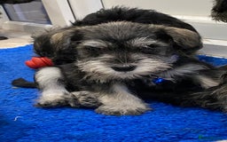 Miniature Schnauzer dogs for sale: Miniature Schnauzer Puppies-  - Image 9