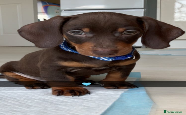 Dachshund dogs - Advert 3