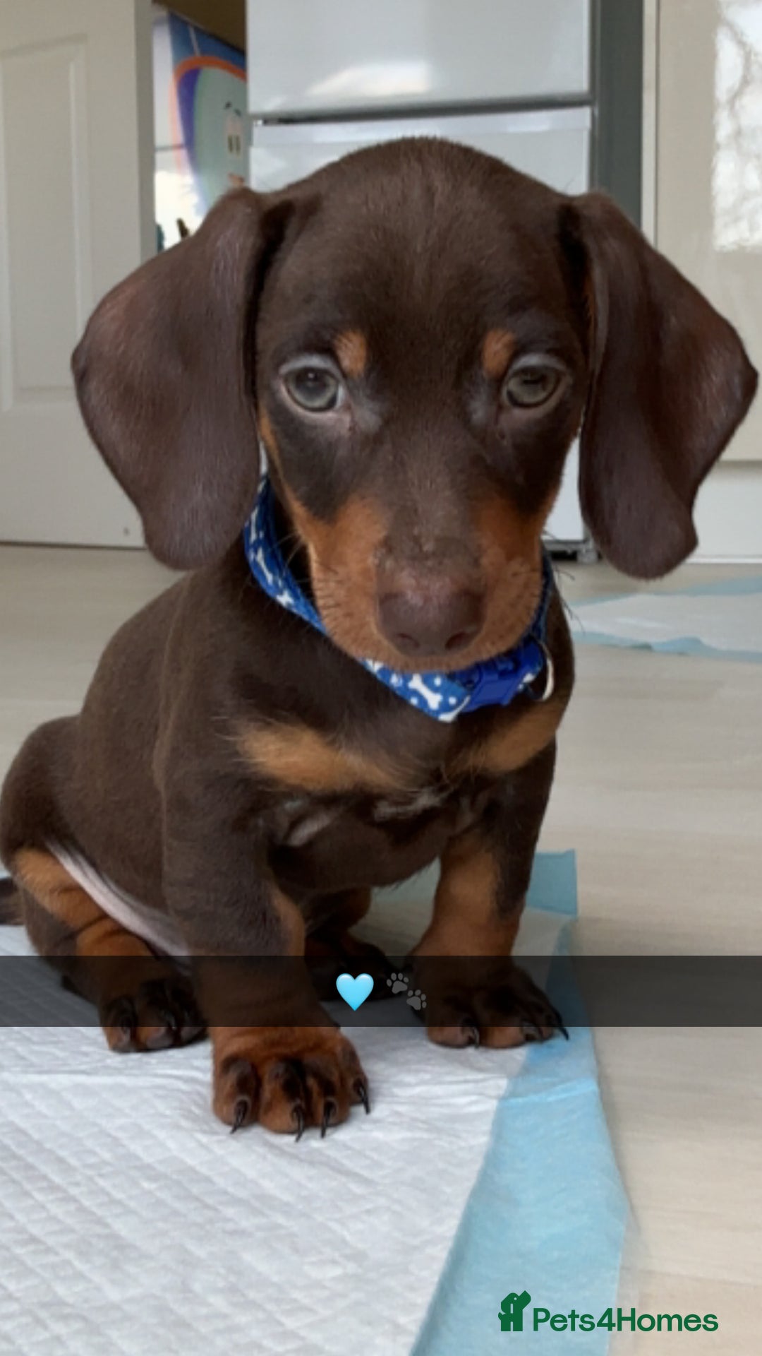 Dachshund dogs for sale: Dachshund pup  - Image 1