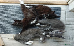 Domestic Shorthair cats for sale: Loving kittens - Image 7