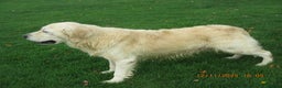 Golden Retriever dogs for sale: golden retriever kc reg x stud dog - Advert 1