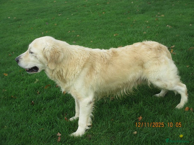 Golden Retriever dogs golden retriever kc reg x stud dog - Advert 1