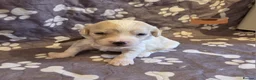 Mixed Breed dogs for sale: 9 Beautiful Cockerchon puppy's ready soon - Advert 22