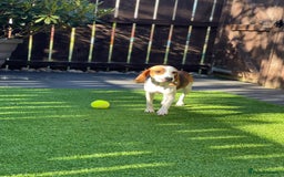 Beagle dogs for adoption: Sweet Mayli is ready for her forever home - Image 1