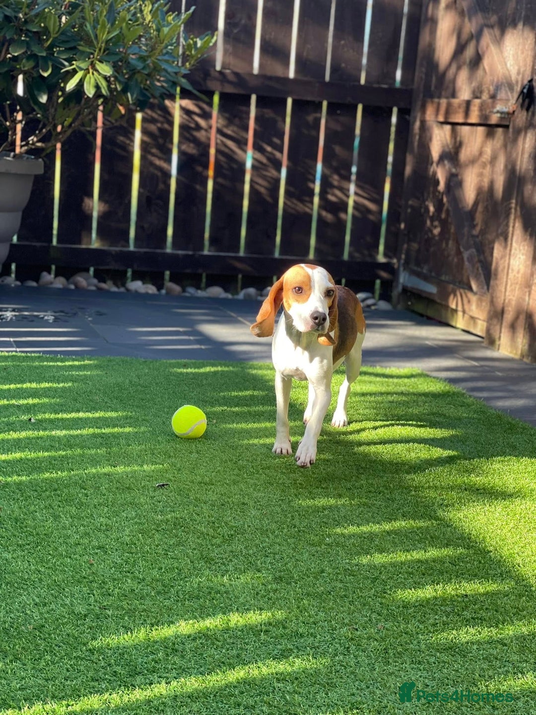 Beagle dogs for adoption: Sweet Mayli is ready for her forever home - Image 1