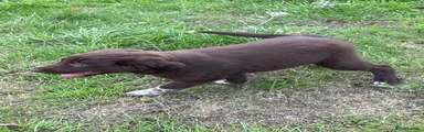 Border Collie 1
