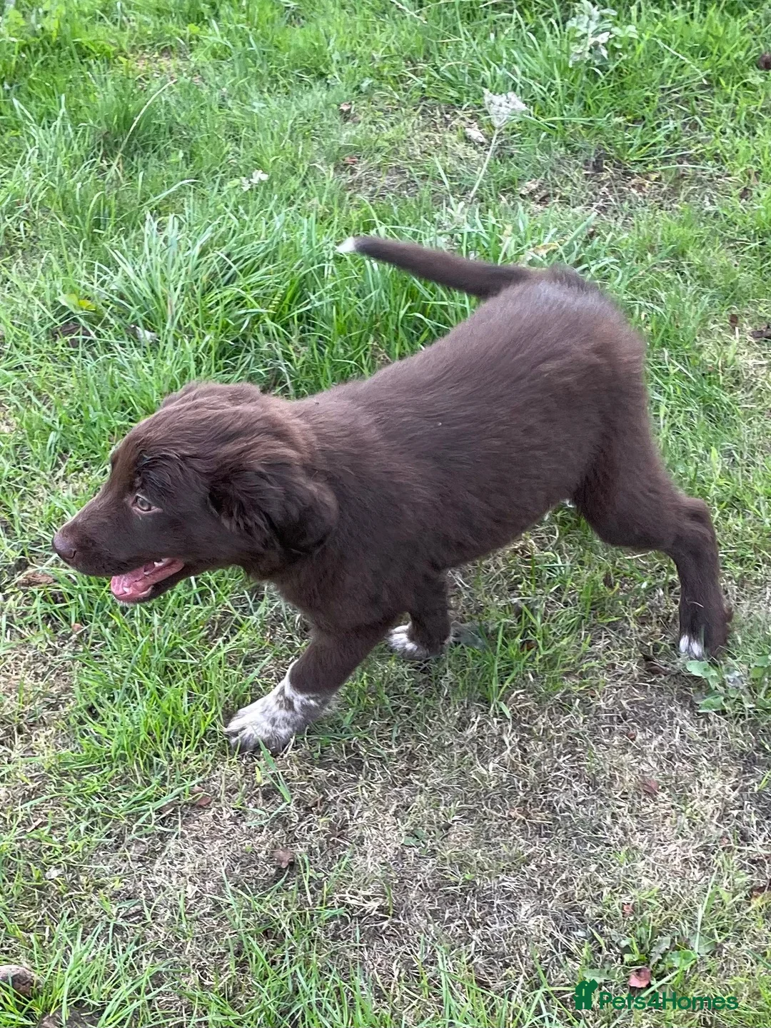 Border Collie dogs for sale: Fluffy Border Collie x Cocker Spaniel - Advert 7