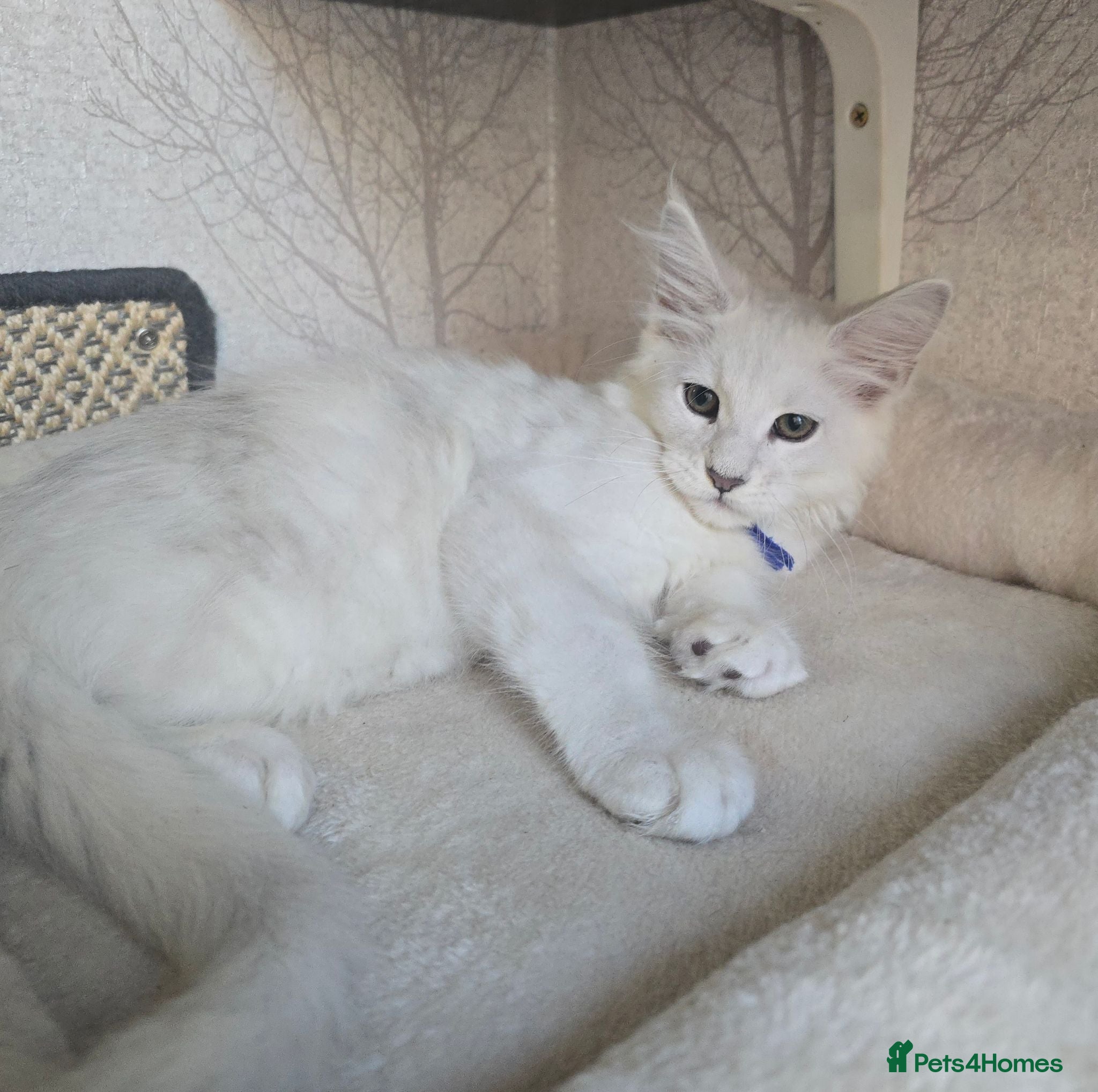 Maine Coon cats STUNNING RARE Maine Coons Shaded Shell Silver - Advert 1