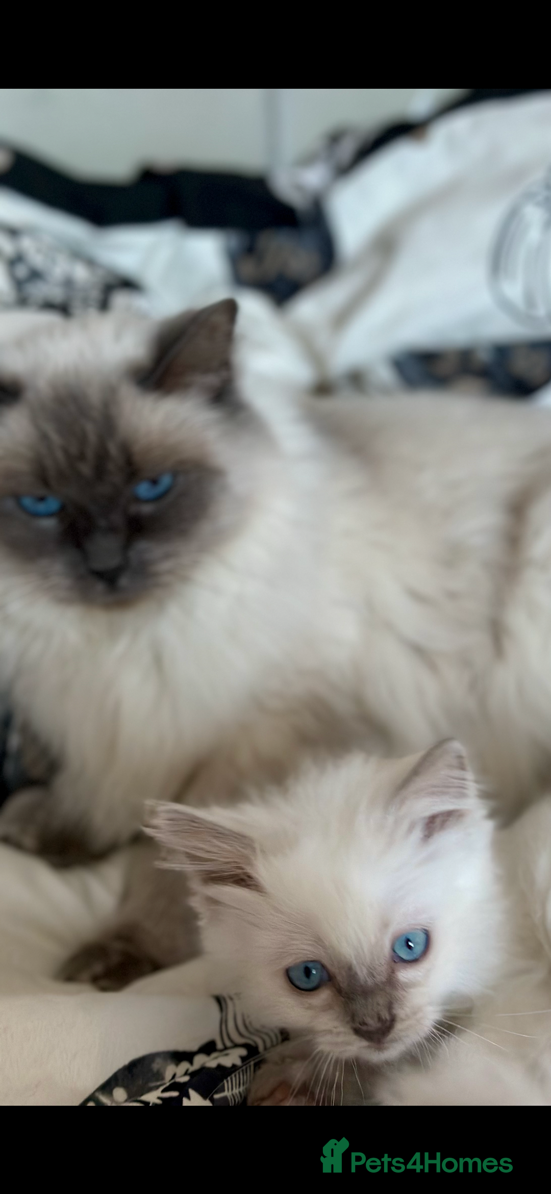 Ragdoll cats for sale: 🌼GCCF waiting list now open for spring babies 🌼 - Advert 22