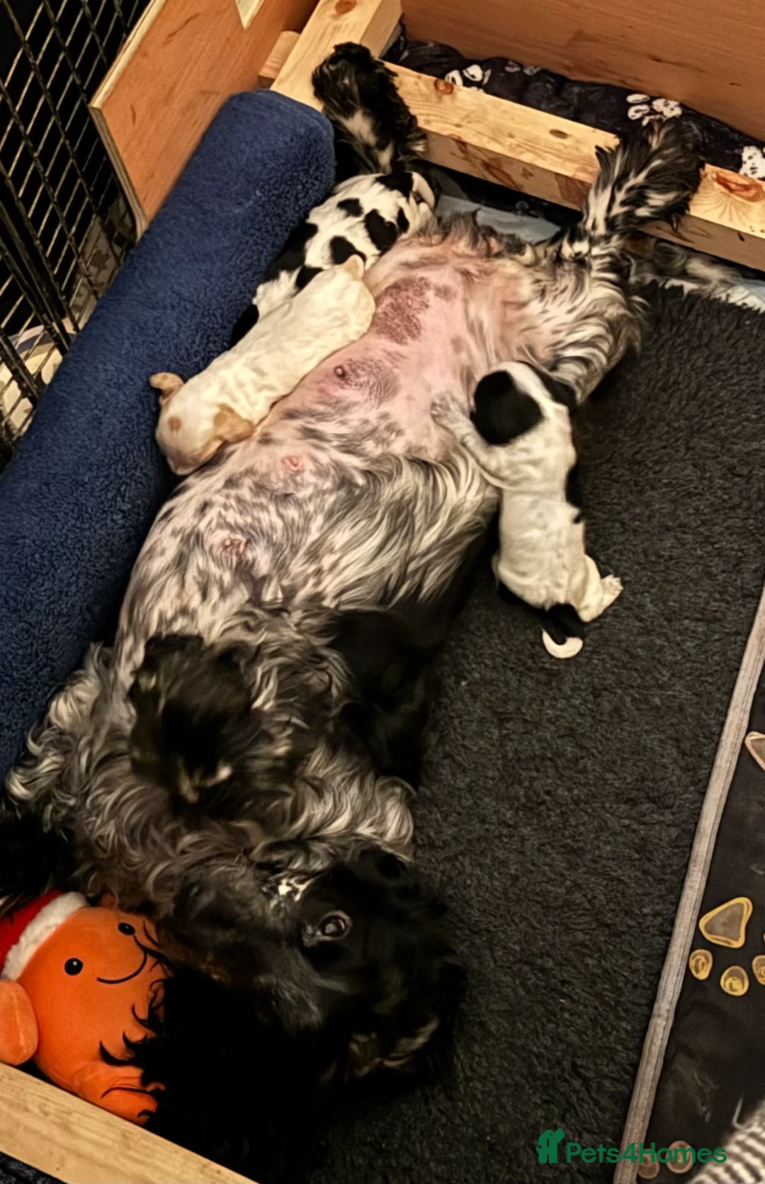 Cocker Spaniel dogs for sale: Cocker Spaniel (show type) puppies  - Advert 10